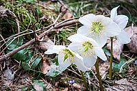 christmas rose 288629 640