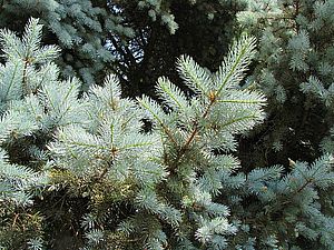 blue spruce 2478265 640