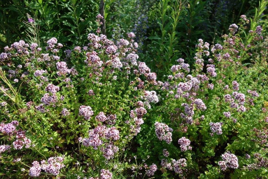 phytotherapie_05.jpg