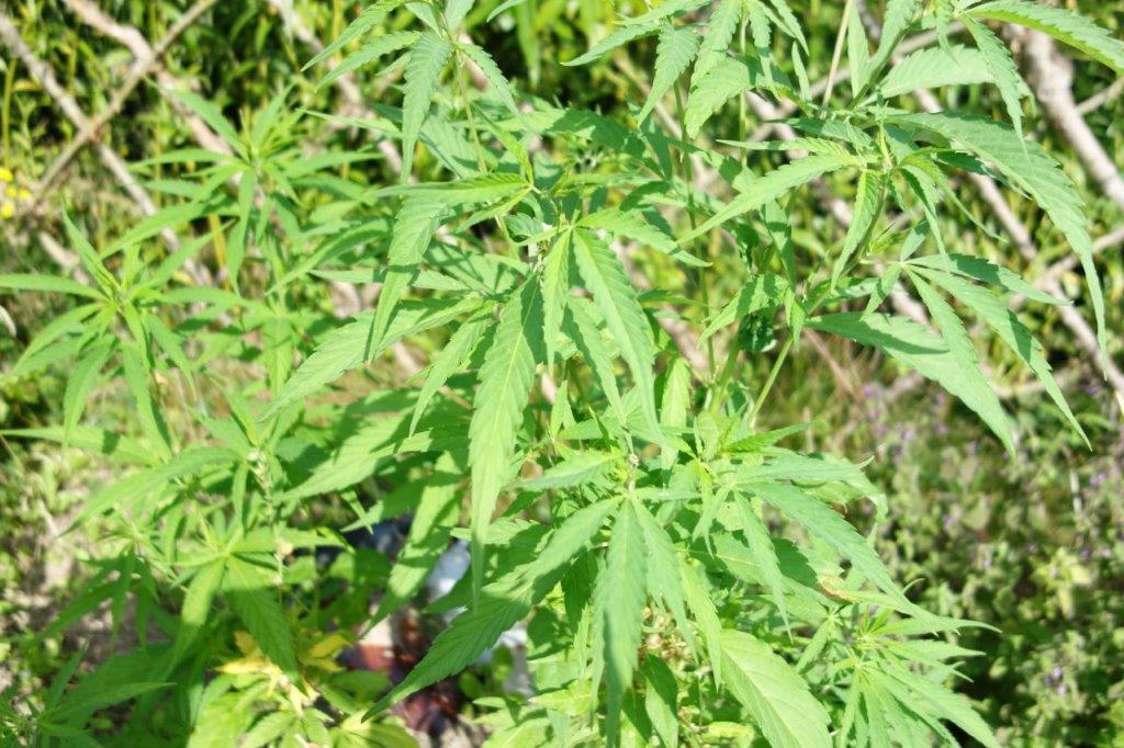 phytotherapie_08.jpg